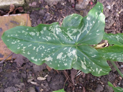 Arum 'Splish Splash'